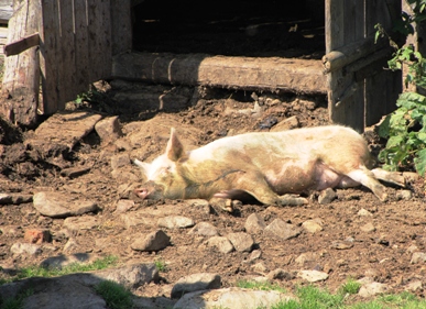 mit Molke gefüttertes Schwein aus der Ukraine